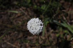 Trachymene incisa