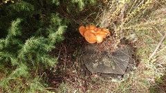Gymnopilus junonius