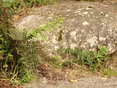 Cheilanthes viridis viridis