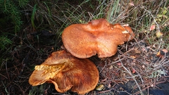 Gymnopilus junonius