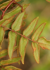 Cheilanthes viridis viridis