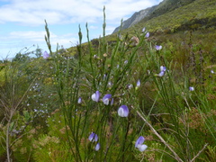 Psoralea aphylla