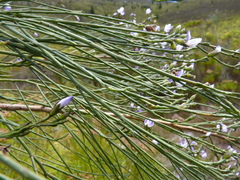 Psoralea aphylla