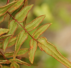 Cheilanthes viridis viridis