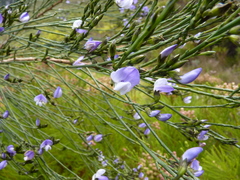 Psoralea aphylla