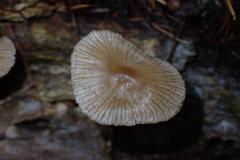 Mycena maculata