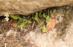 Crassula pellucida pellucida