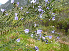 Psoralea aphylla