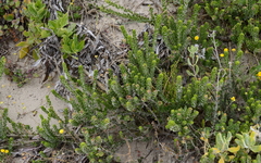 Morella cordifolia