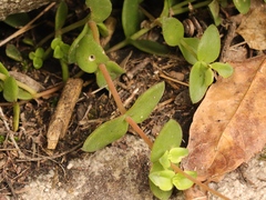Crassula pellucida pellucida