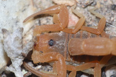 Parabuthus planicauda