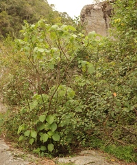 Sparrmannia africana