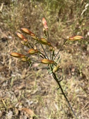 Alstroemeria ligtu
