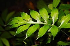 Leptochilus ellipticus