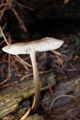 Mycena maculata
