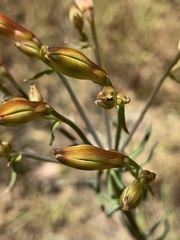 Alstroemeria ligtu
