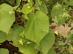 Sparrmannia africana