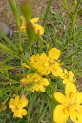 Moraea ramosissima
