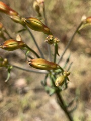 Alstroemeria ligtu