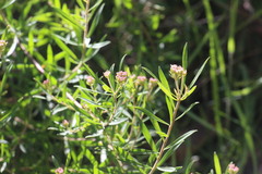 Platysace lanceolata