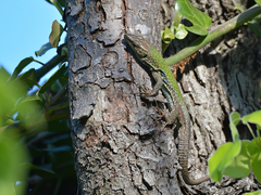 Podarcis siculus siculus