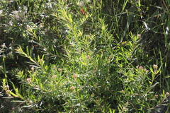 Platysace lanceolata