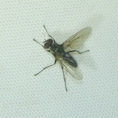 Fannia canicularis