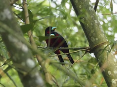 Cymbirhynchus macrorhynchos