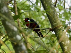 Cymbirhynchus macrorhynchos