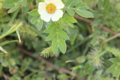 Kallstroemia rosei