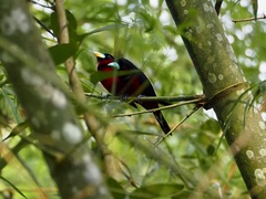 Cymbirhynchus macrorhynchos