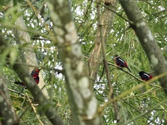 Cymbirhynchus macrorhynchos