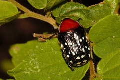 Clinteroides permutans