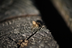 Oxyopes