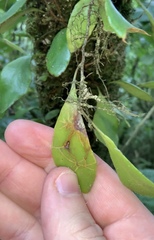 Philocryptica polypodii