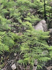 Pteridium aquilinum capense