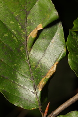 Phyllonorycter maestingella