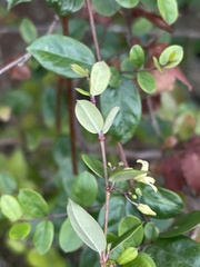 Cryptolepis delagoensis