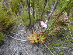 Drosera hilaris