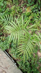 Amblovenatum terminans