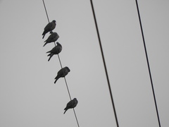 Columba palumbus palumbus