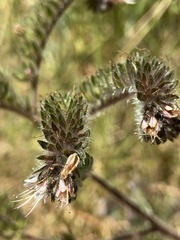 Phacelia secunda