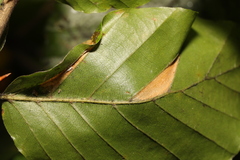Phyllonorycter maestingella