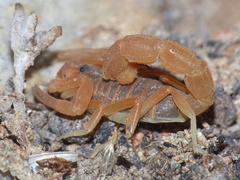 Parabuthus planicauda