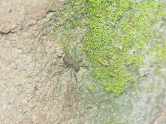 Spartaeus spinimanus