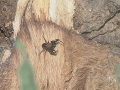 Harmochirus brachiatus