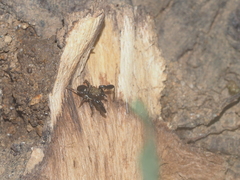 Harmochirus brachiatus