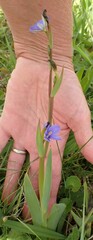 Aristea ensifolia