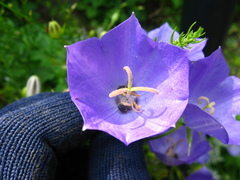 Campanula carpatica