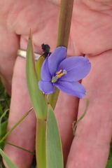 Aristea ensifolia